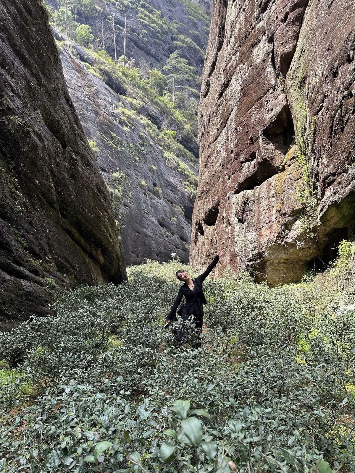 Tea bushes growing on the floor of a Wuyi ravine, sheer rock on both sides