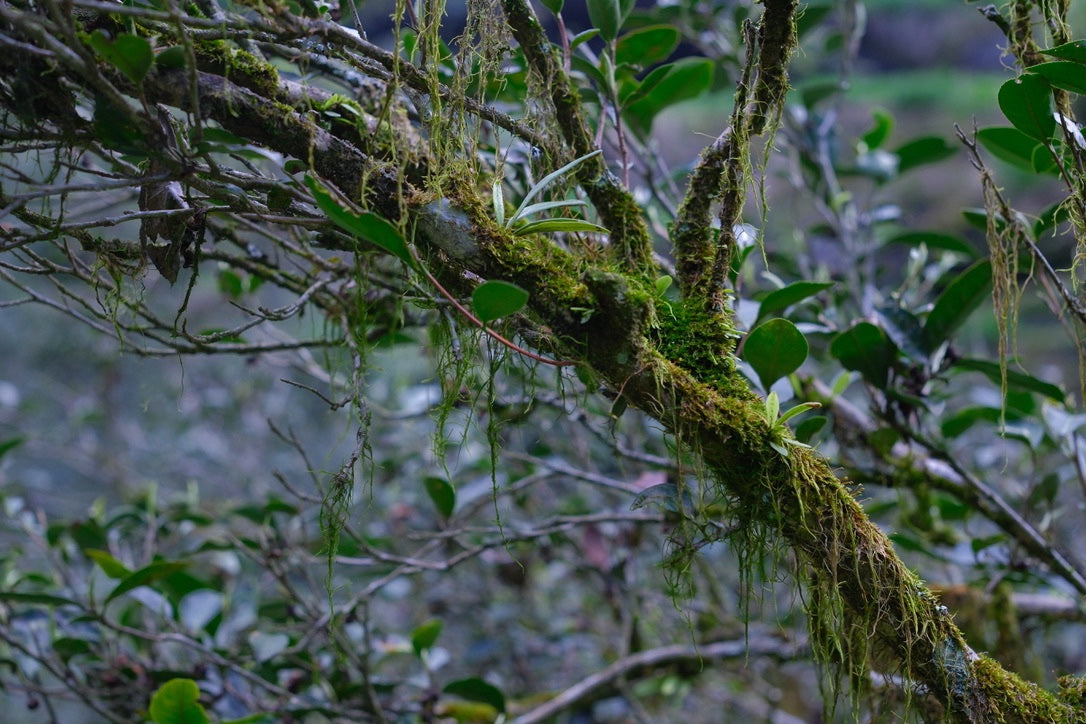 Moss and branches in a tea-growing landscape