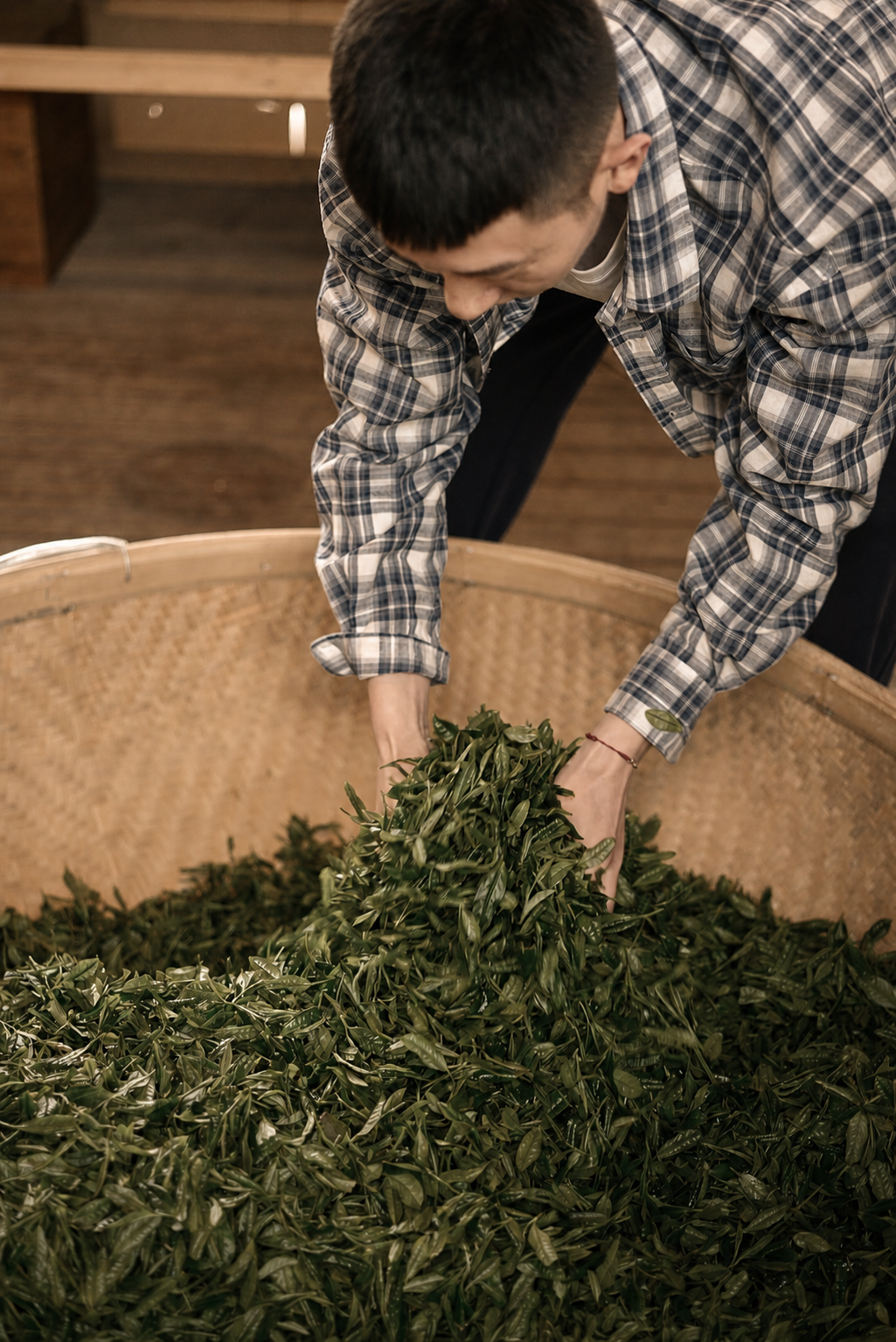 Hands working fresh tea leaves