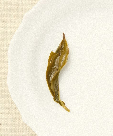 Aged Mellow White: a single leaf on paper