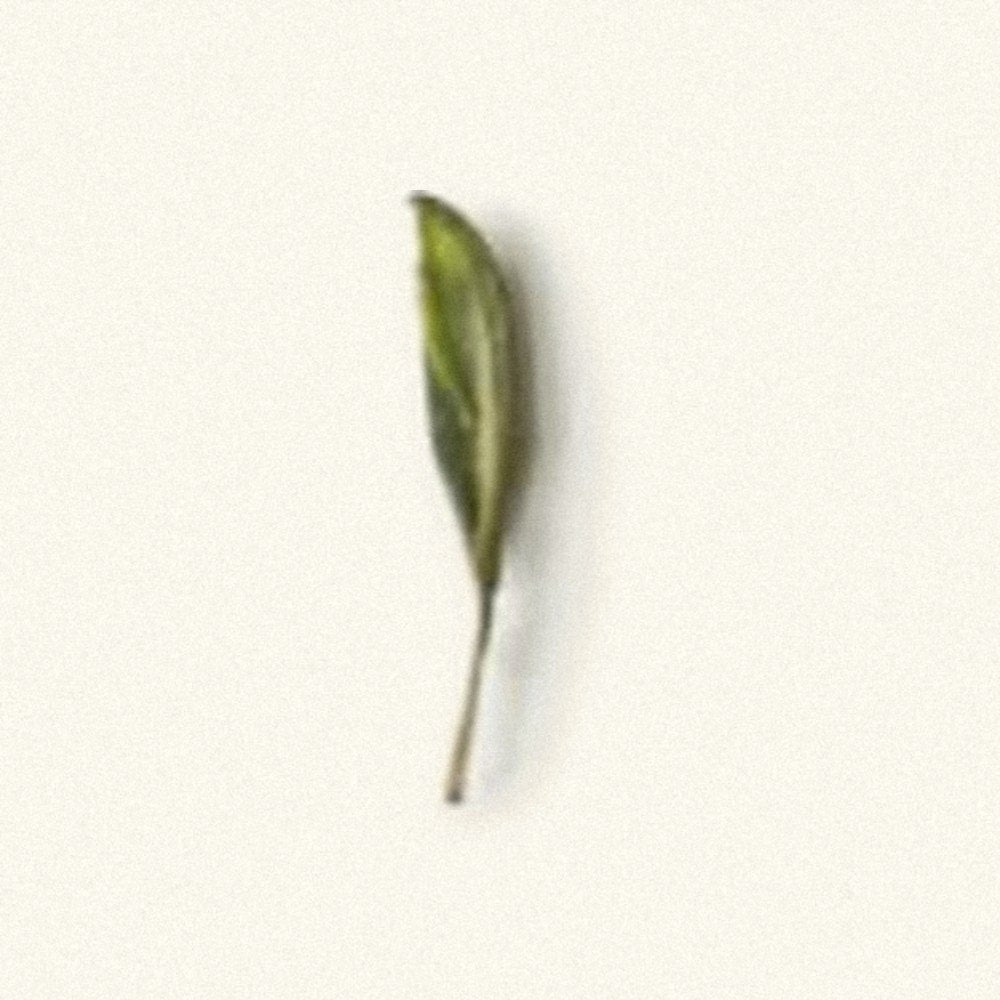 Jasmine Needles: a single leaf on paper