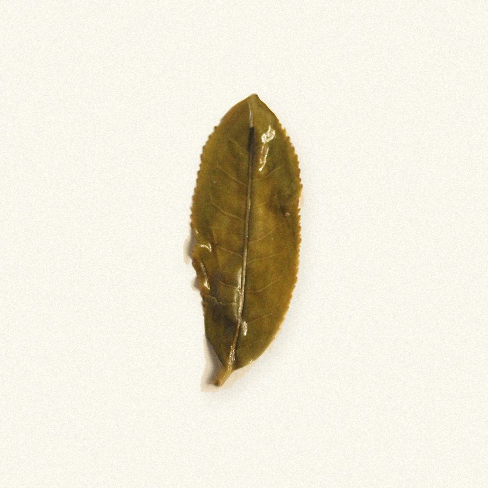Plum Blossom White: a single leaf on paper