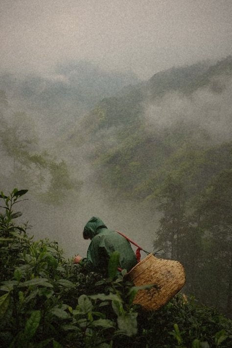 Up before the mist