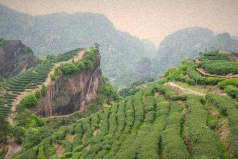 Rock tea grows in the cracks