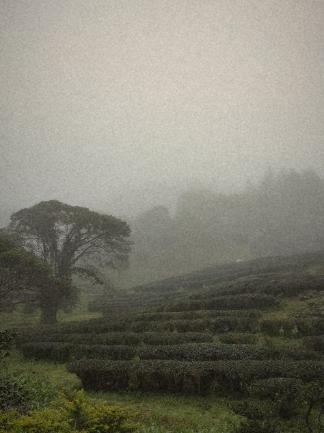 The old tree at the top